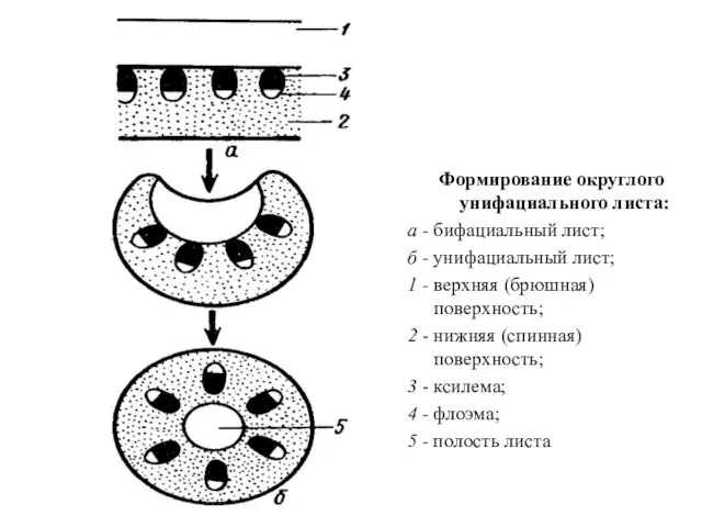 Формирование округлого унифациального листа: а - бифациальный лист; б - унифациальный