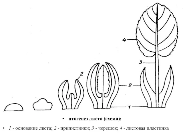 нтогенез листа (схема): 1 - основание листа; 2 - прилистники; 3