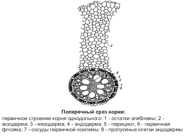 Поперечный срез корня: первичное строение корня однодольного: 1 - остатки эпиблемы;