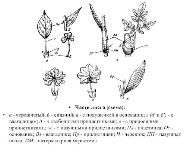 Части листа (схема): а - черешчатый; 6 - сидячий; в -