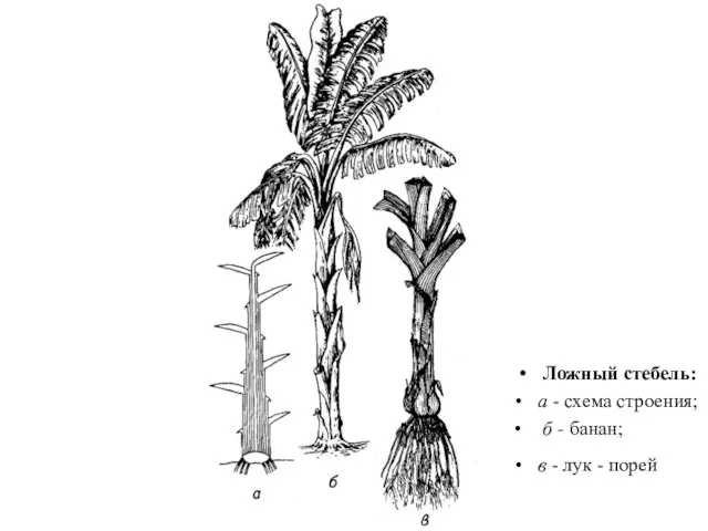Ложный стебель: а - схема строения; б - банан; в - лук - порей