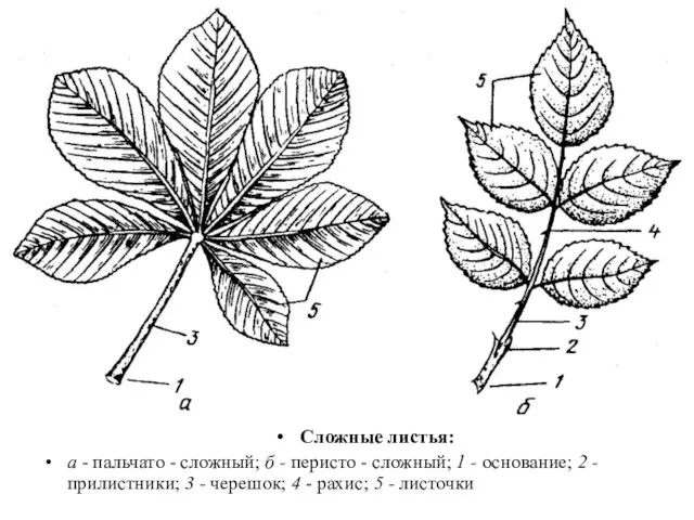 Сложные листья: а - пальчато - сложный; б - перисто -