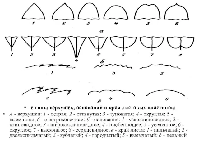 е типы верхушек, оснований и края листовых пластинок: А - верхушки: