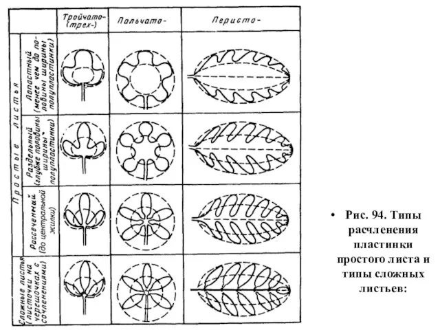 Рис. 94. Типы расчленения пластинки простого листа и типы сложных листьев: