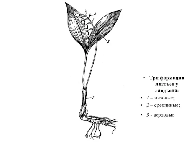 Три формации листьев у ландыша: 1 – низовые; 2 – срединные; 3 - верховые