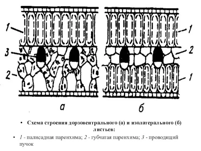 Схема строения дорзовентрального (а) и изолатерального (б) листьев: 1 - палисадная