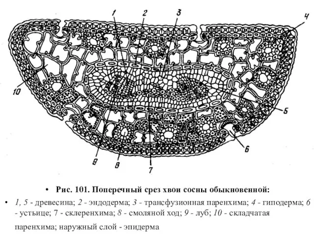 Рис. 101. Поперечный срез хвои сосны обыкновенной: 1, 5 - древесина;