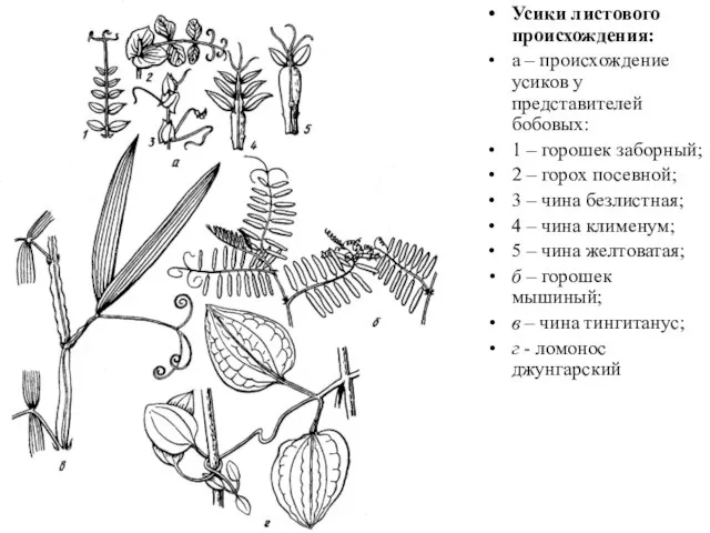 Усики листового происхождения: а – происхождение усиков у представителей бобовых: 1