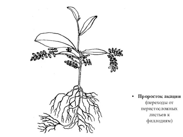 Проросток акации (переходы от перистосложных листьев к филлодиям)