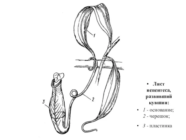 Лист непентеса, развивший кувшин: 1 - основание; 2 - черешок; 3 - пластинка