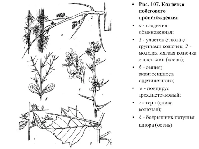 Рис. 107. Колючки побегового происхождения: а - гледичия обыкновенная: 1 -