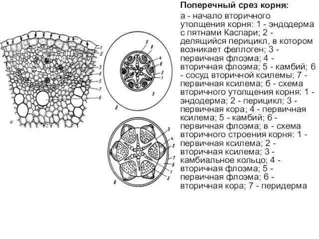 Поперечный срез корня: а - начало вторичного утолщения корня: 1 -