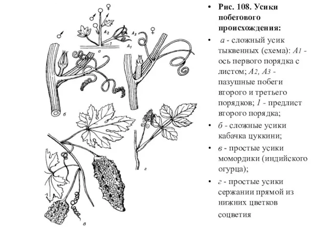 Рис. 108. Усики побегового происхождения: а - сложный усик тыквенных (схема):