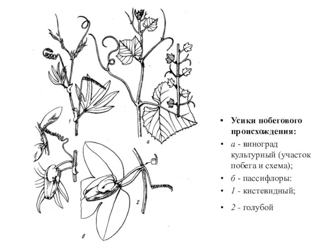 Усики побегового происхождения: а - виноград культурный (участок побега и схема);