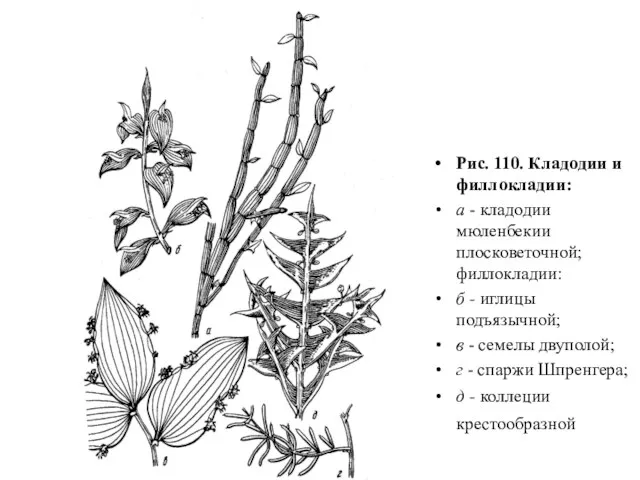 Рис. 110. Кладодии и филлокладии: а - кладодии мюленбекии плосковеточной; филлокладии: