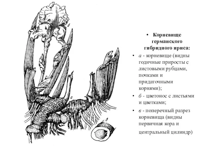 Корневище германского гибридного ириса: а - корневище (видны годичные приросты с