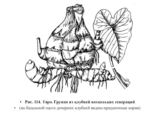 Рис. 114. Таро. Группа из клубней нескольких генераций (на базальной части дочерних клубней видны придаточные корни)