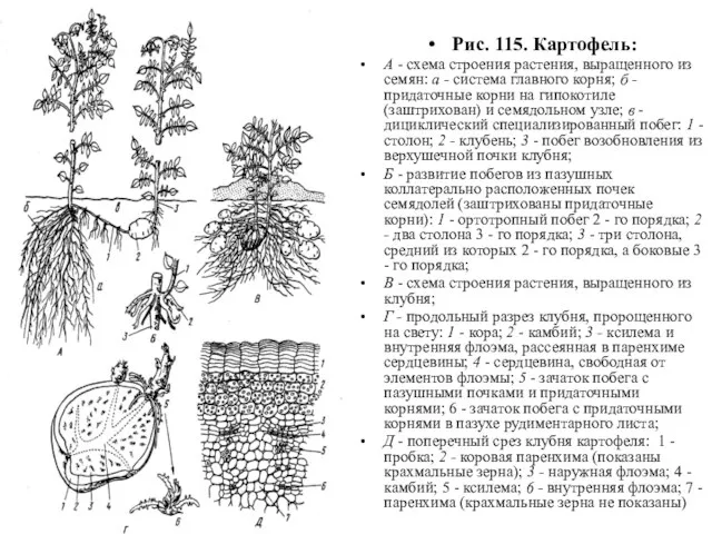 Рис. 115. Картофель: А - схема строения растения, выращенного из семян: