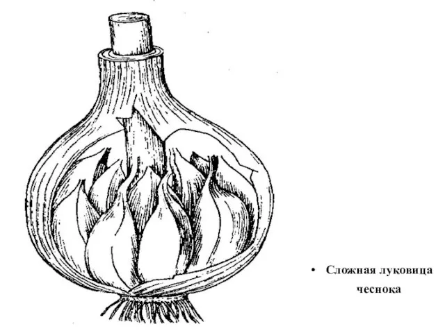 Сложная луковица чеснока