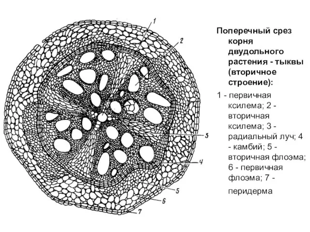 Поперечный срез корня двудольного растения - тыквы (вторичное строение): 1 -