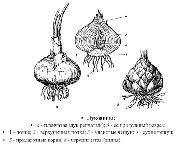 Луковицы: а - пленчатая (лук репчатый); б - ее продольный разрез: