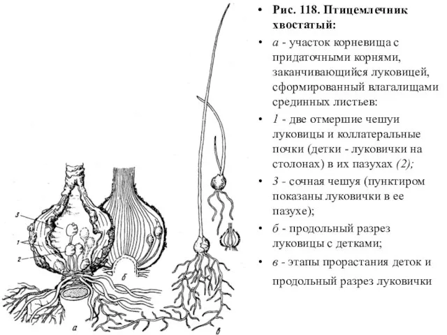 Рис. 118. Птицемлечник хвостатый: а - участок корневища с придаточными корнями,