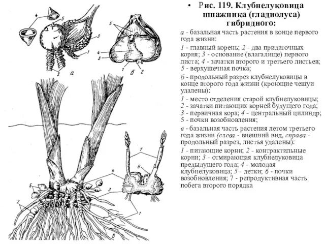 Рис. 119. Клубнелуковица шпажника (гладиолуса) гибридного: а - базальная часть растения