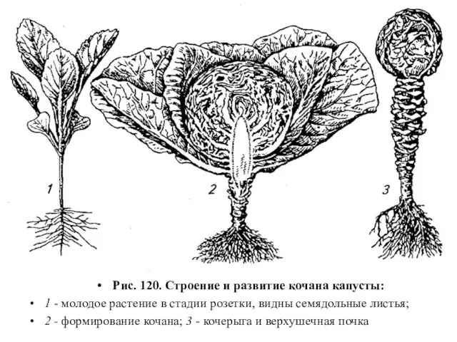 Рис. 120. Строение и развитие кочана капусты: 1 - молодое растение