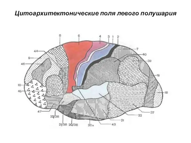 Цитоархитектонические поля левого полушария