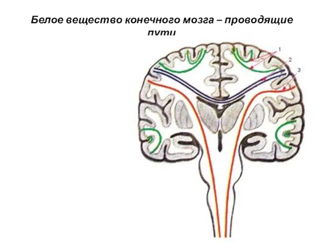 Белое вещество конечного мозга – проводящие пути