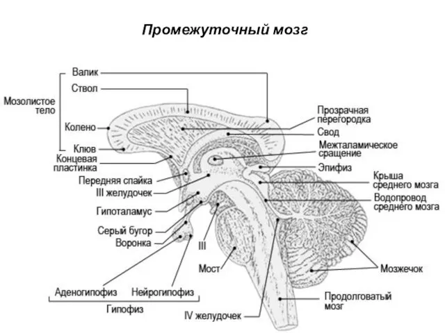 Промежуточный мозг