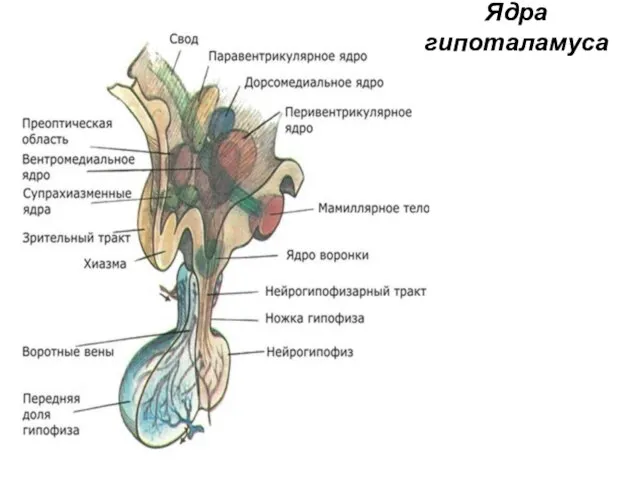 Ядра гипоталамуса