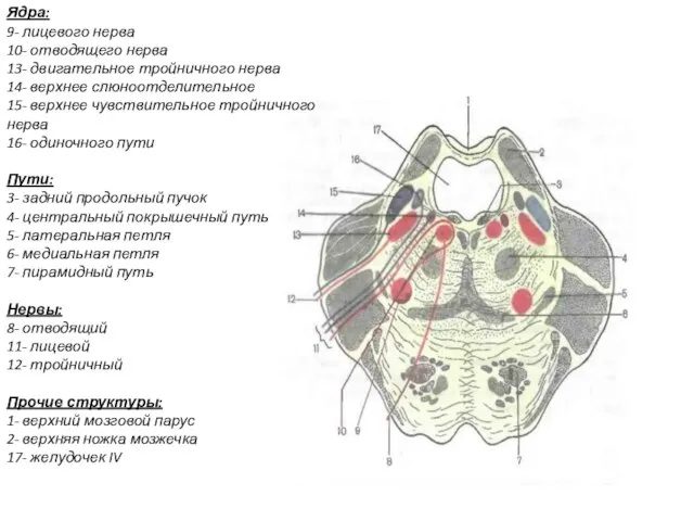 Ядра: 9- лицевого нерва 10- отводящего нерва 13- двигательное тройничного нерва