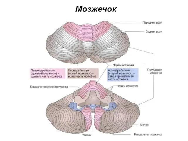 Мозжечок