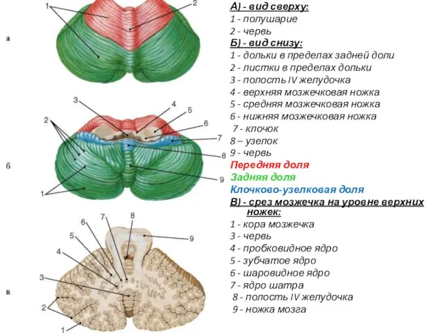 А) - вид сверху: 1 - полушарие 2 - червь Б)