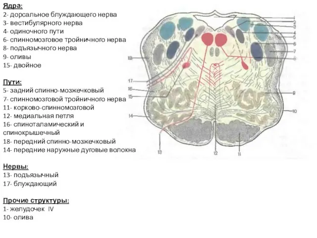 Ядра: 2- дорсальное блуждающего нерва 3- вестибулярного нерва 4- одиночного пути