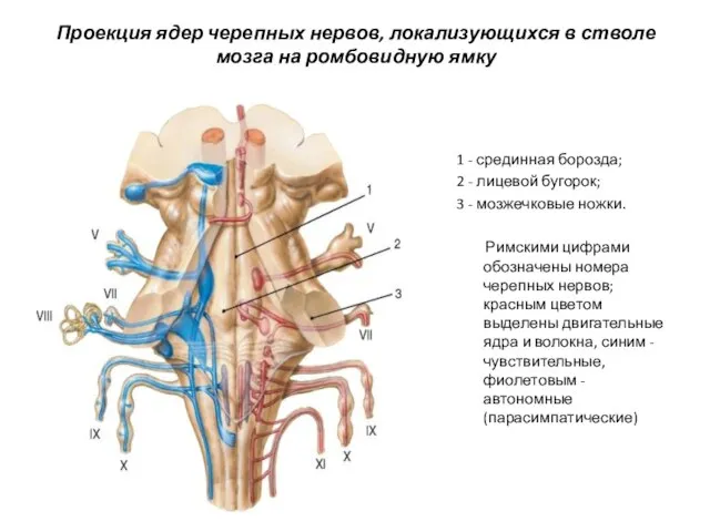 Проекция ядер черепных нервов, локализующихся в стволе мозга на ромбовидную ямку