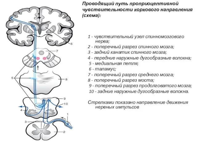 Проводящий путь проприоцептивной чувствительности коркового направления (схема): 1 - чувствительный узел