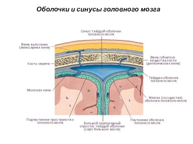 Оболочки и синусы головного мозга