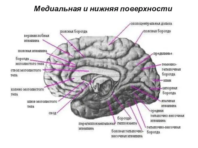 Медиальная и нижняя поверхности