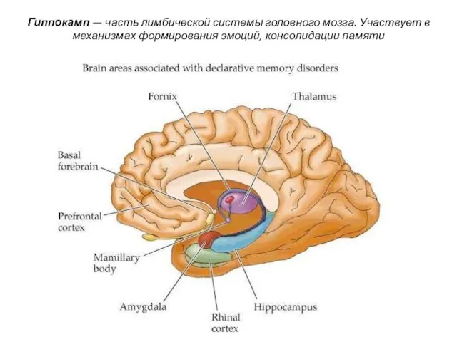 Гиппокамп — часть лимбической системы головного мозга. Участвует в механизмах формирования эмоций, консолидации памяти
