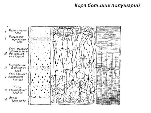 Кора больших полушарий