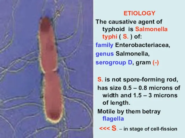 ETIOLOGY The causative agent of typhoid is Salmonella typhi ( S.