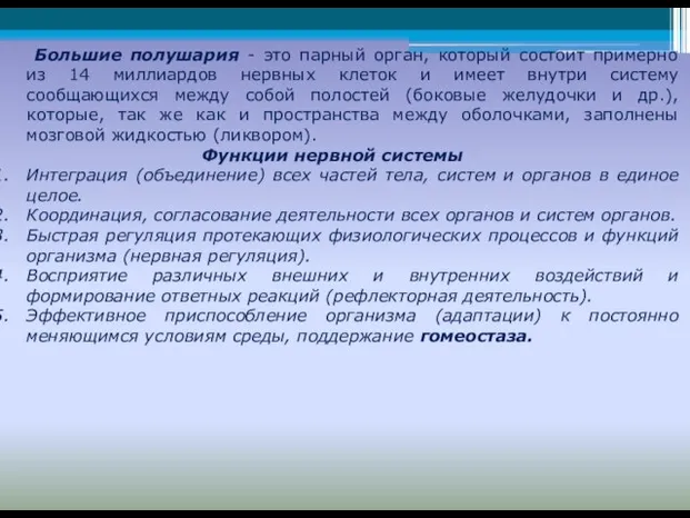 Большие полушария - это парный орган, который состоит примерно из 14