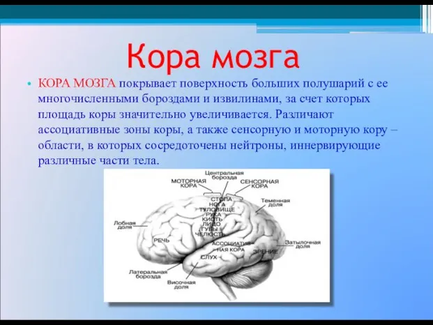 Кора мозга КОРА МОЗГА покрывает поверхность больших полушарий с ее многочисленными