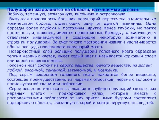 Полушария разделяются на области, называемые долями: Лобную, теменную, затылочную, височную и