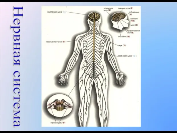 Нервная система