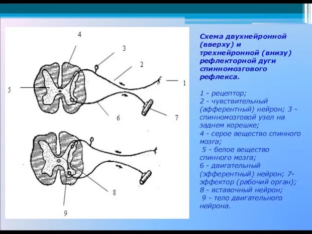 Схема двухнейронной (вверху) и трехнейронной (внизу) рефлекторной дуги спинномозгового рефлекса. 1