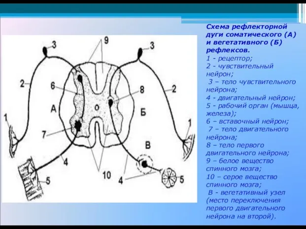 Схема рефлекторной дуги соматического (А) и вегетативного (Б) рефлексов. 1 -