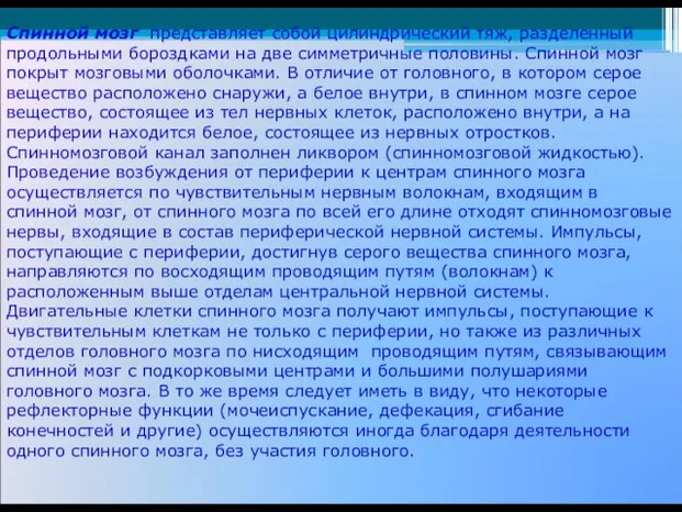 Спинной мозг представляет собой цилиндрический тяж, разделенный продольными бороздками на две